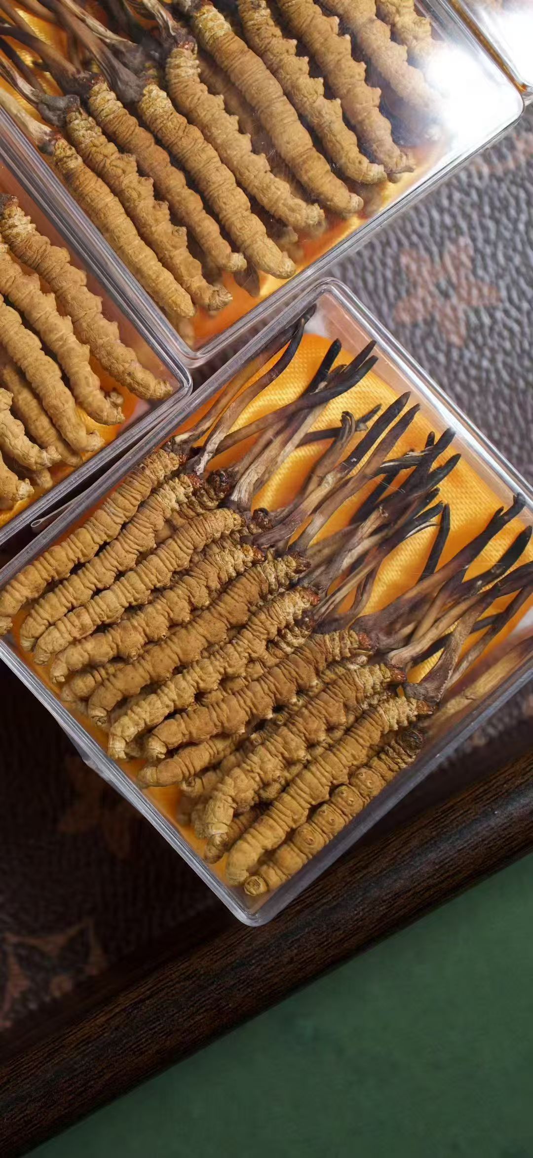 图片[2]-【产地直供】青藏高原干虫草 优选头期草 虫体饱满 草头短小-沐光橙香