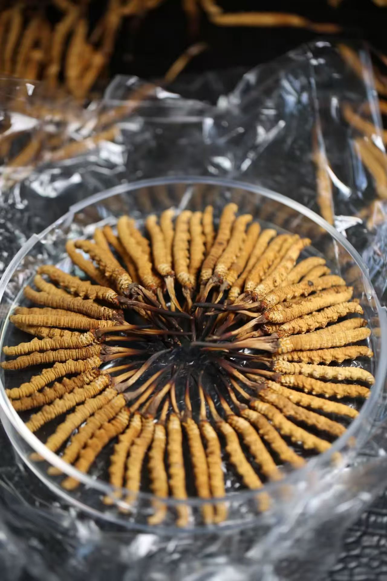 图片[7]-【产地直供】青藏高原干虫草 优选头期草 虫体饱满 草头短小-沐光橙香