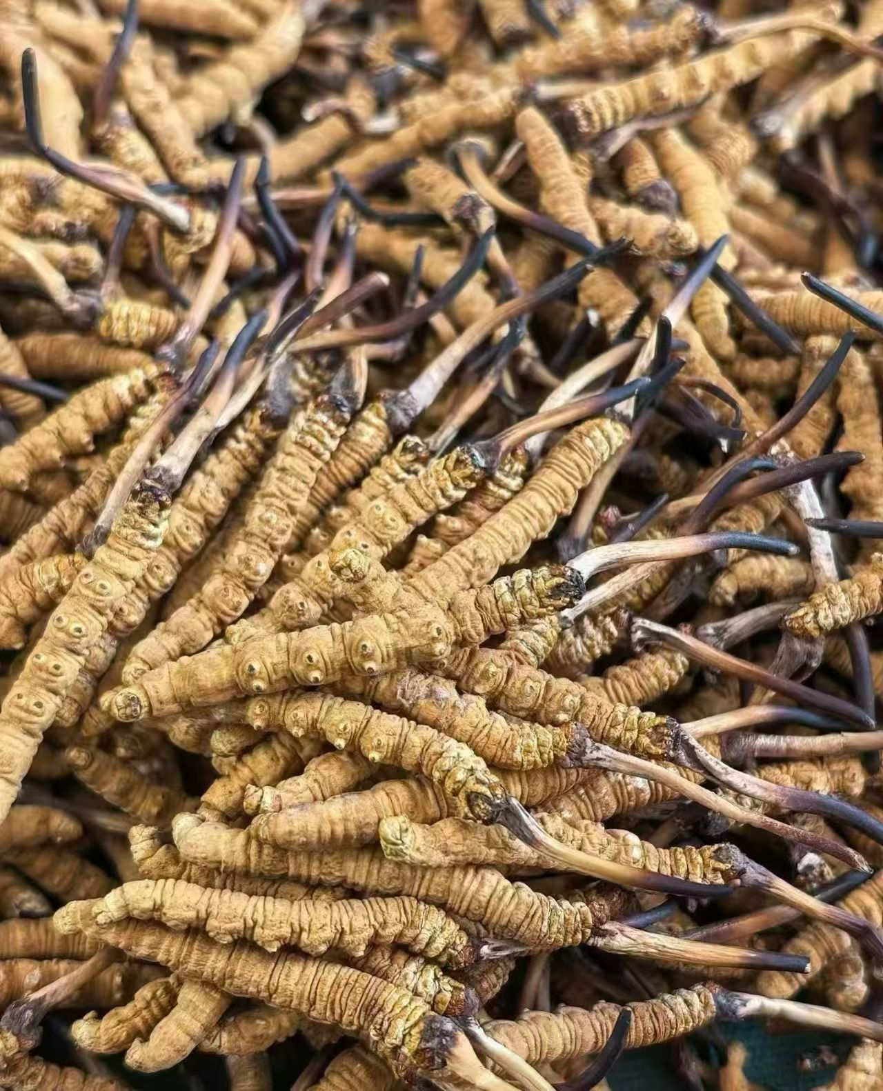 图片[6]-【产地直供】青藏高原干虫草 优选头期草 虫体饱满 草头短小-沐光橙香