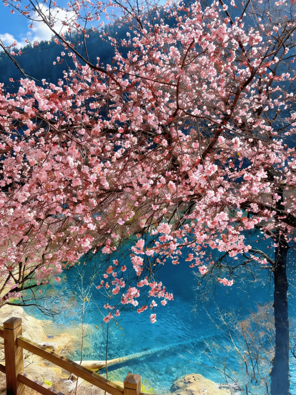 算了❗和你们没去过九寨沟的说不明白-沐光橙香