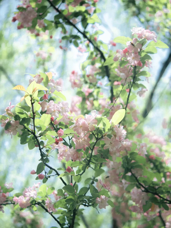 Spring Frames | 🌸-沐光橙香