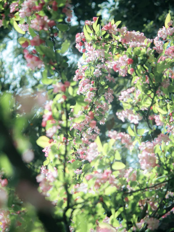 Spring Frames | 🌸-沐光橙香