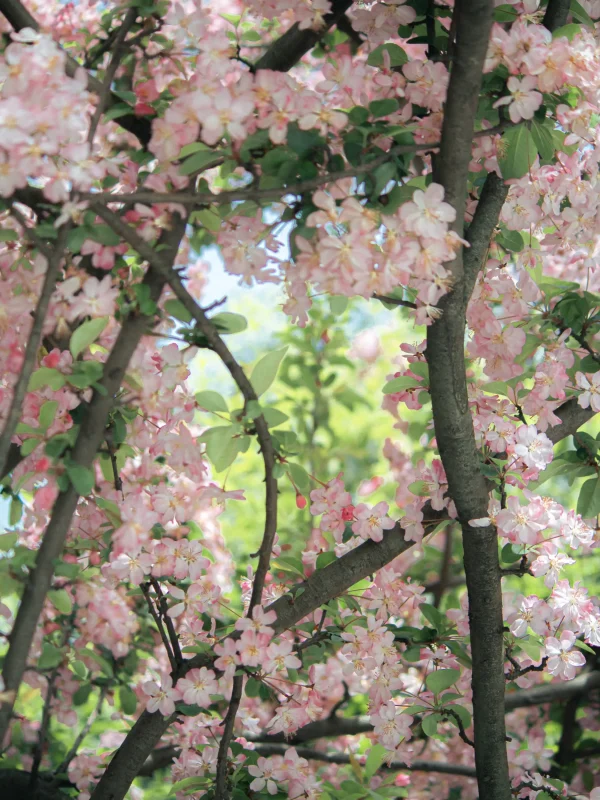 Spring Frames | 🌸-沐光橙香