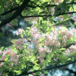 冷白的头像-沐光橙香