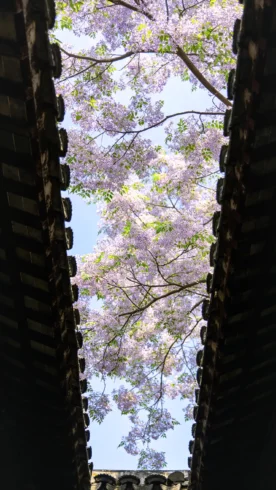 苏州况公祠｜一树苦楝，收尽江南暮春-沐光橙香