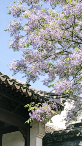 苏州况公祠｜一树苦楝，收尽江南暮春-沐光橙香