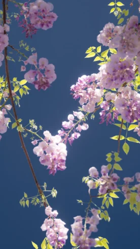 “生命是一万次的春和景明”-沐光橙香