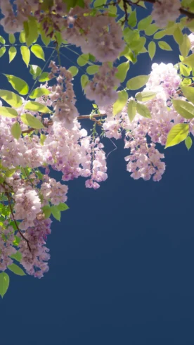 “生命是一万次的春和景明”-沐光橙香