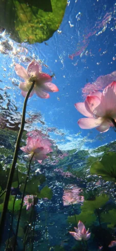 水下，荷花的夏天～-沐光橙香