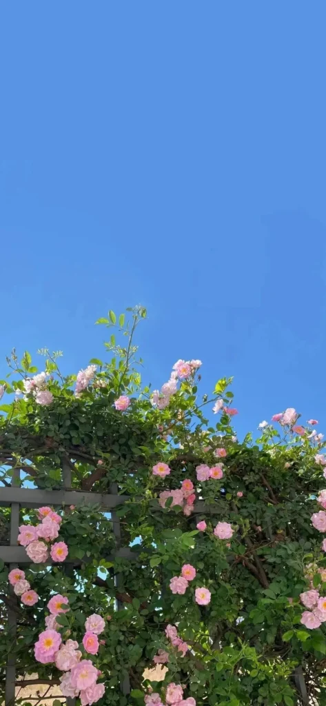 20260706150146249-图片_5