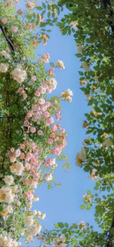 𝙎𝙥𝙧𝙞𝙣𝙜🍃｜春和景明｜春天壁纸分享-沐光橙香