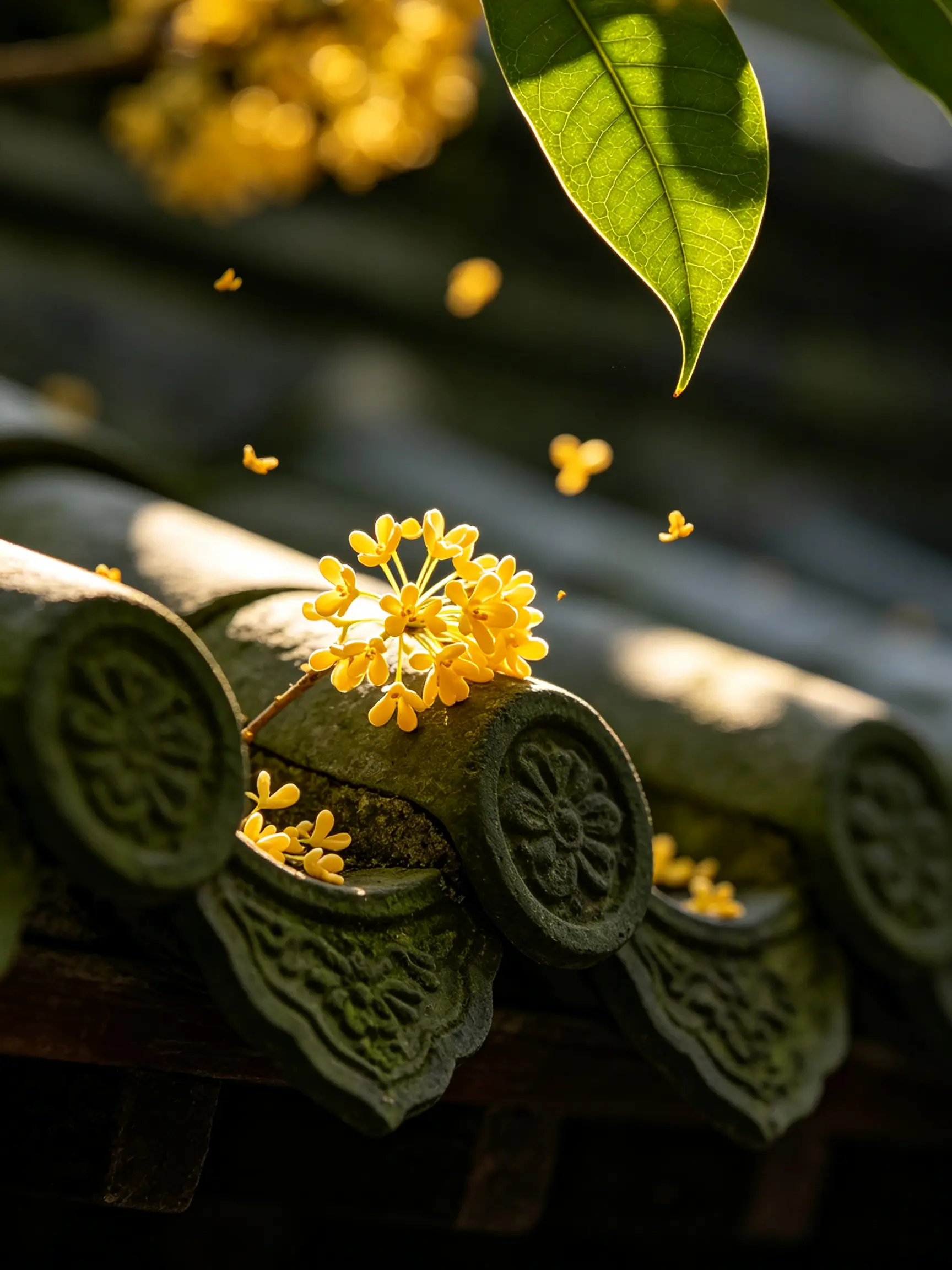 秋桂知意：一场风里的温柔