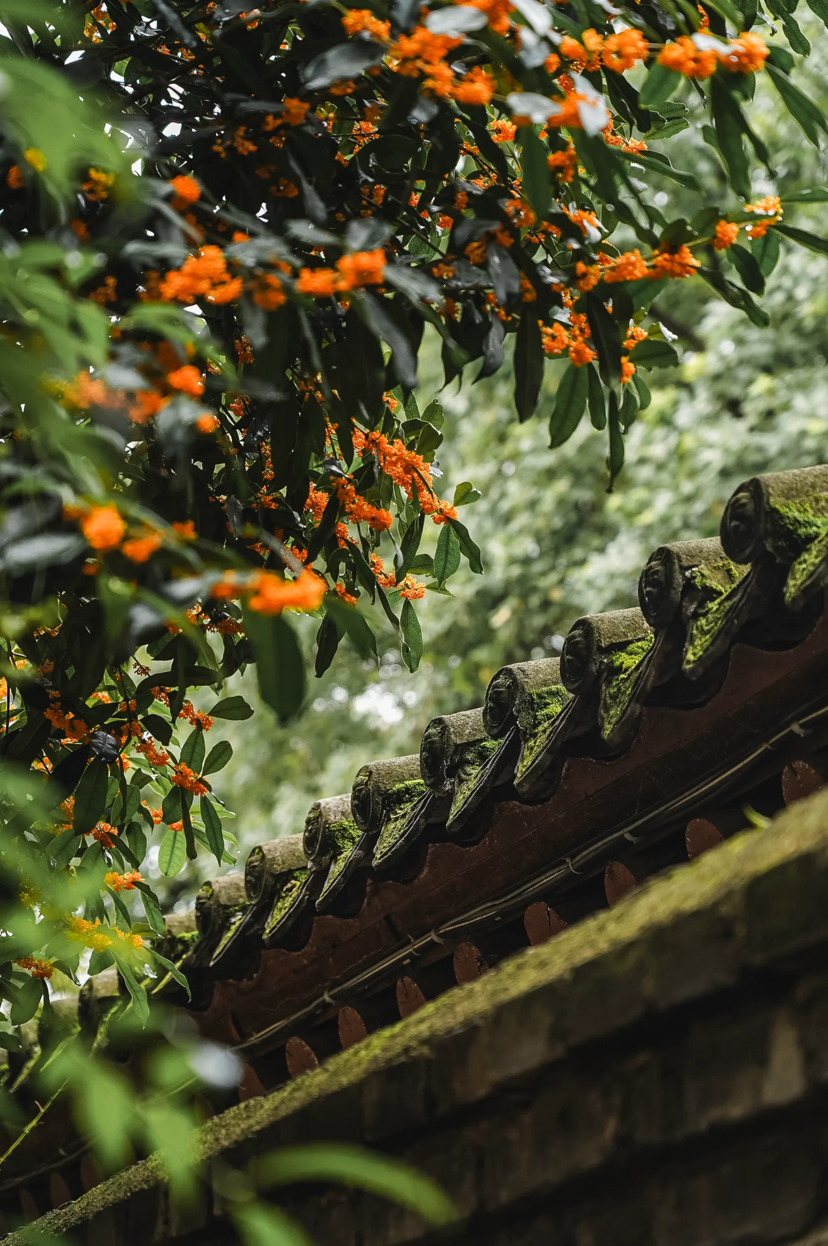 在卧龙禅寺邂逅一场桂花雨！