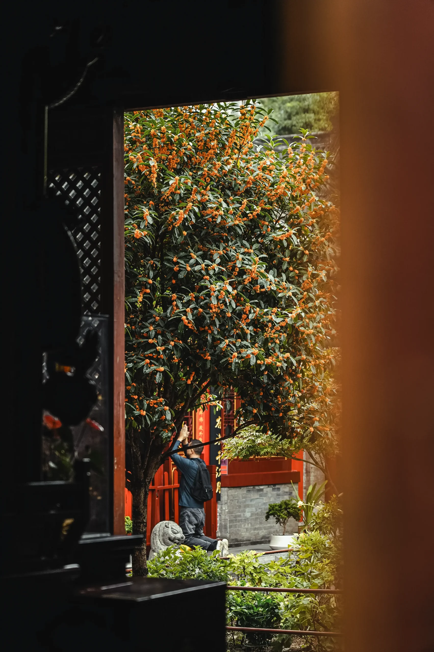 在卧龙禅寺邂逅一场桂花雨！