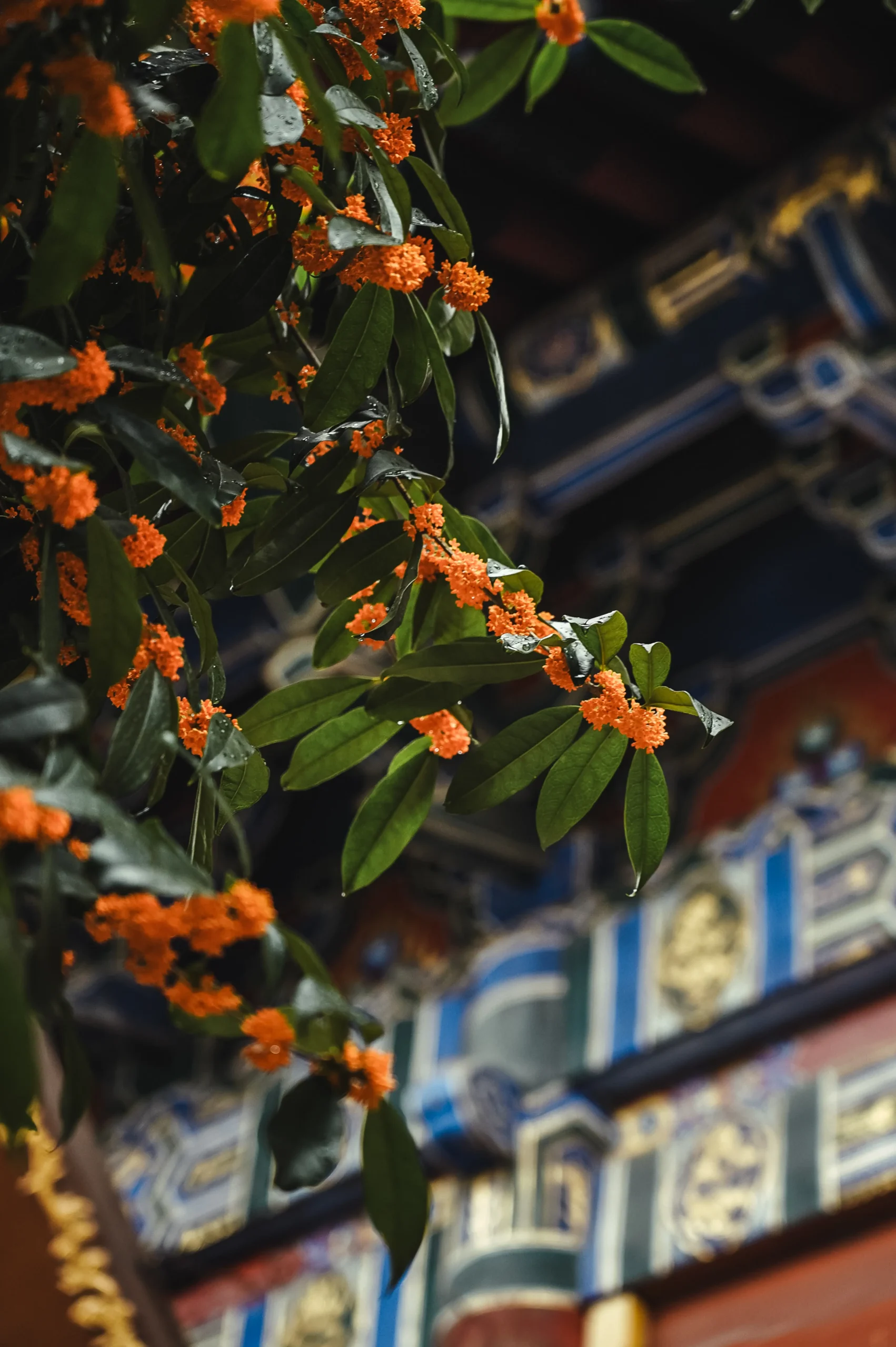 在卧龙禅寺邂逅一场桂花雨！