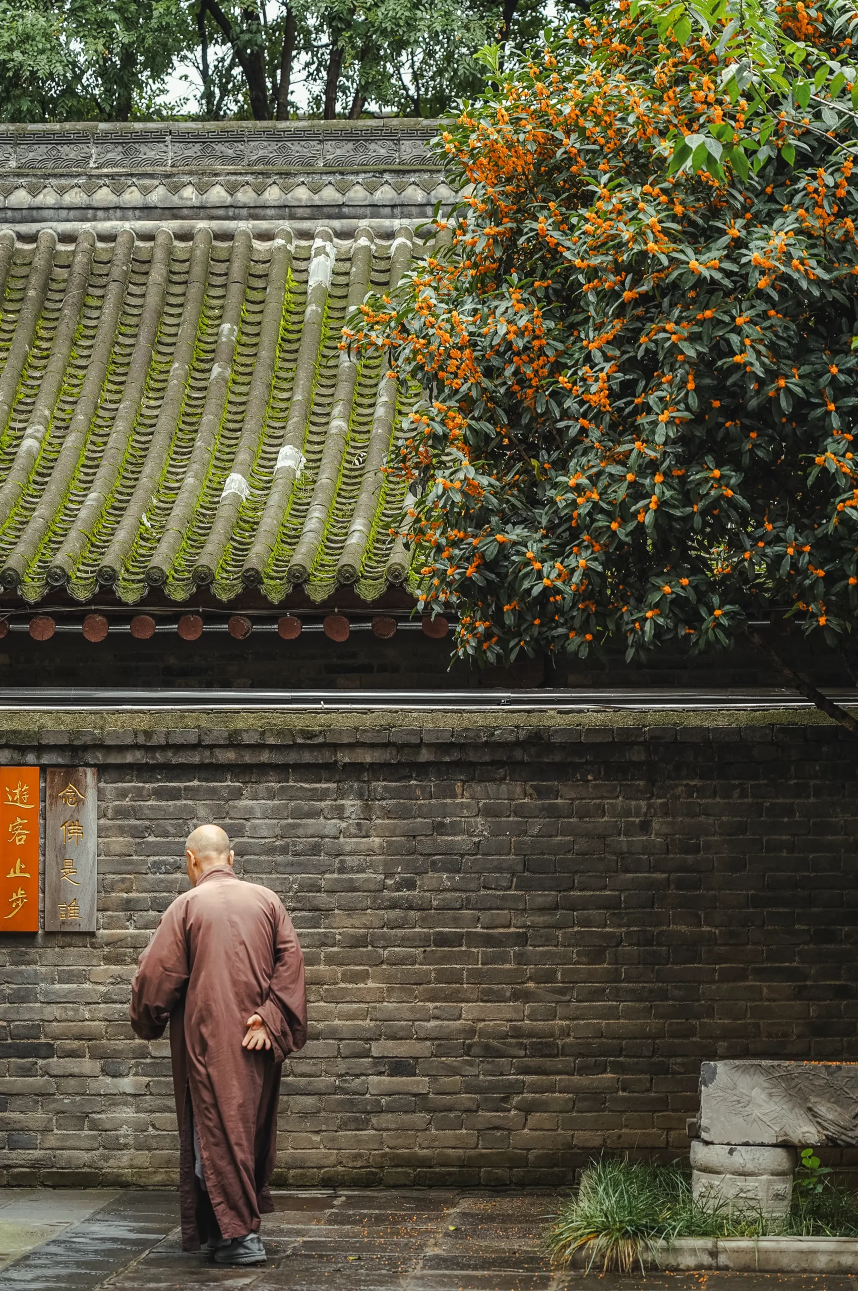 在卧龙禅寺邂逅一场桂花雨！