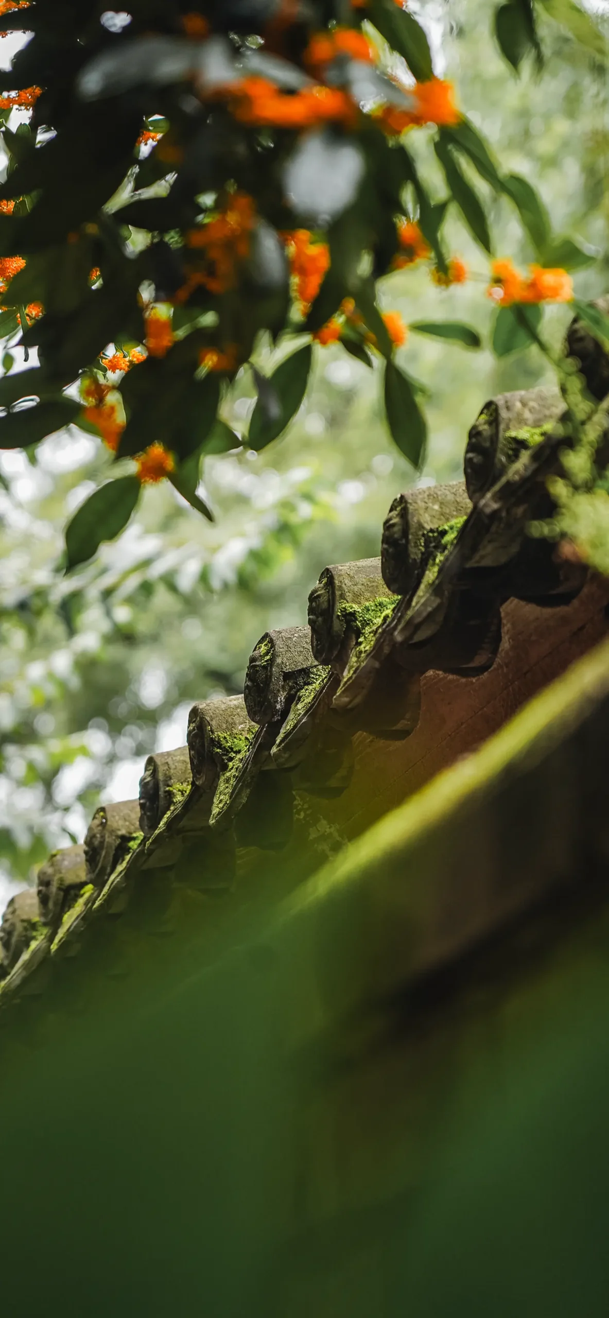在卧龙禅寺邂逅一场桂花雨！