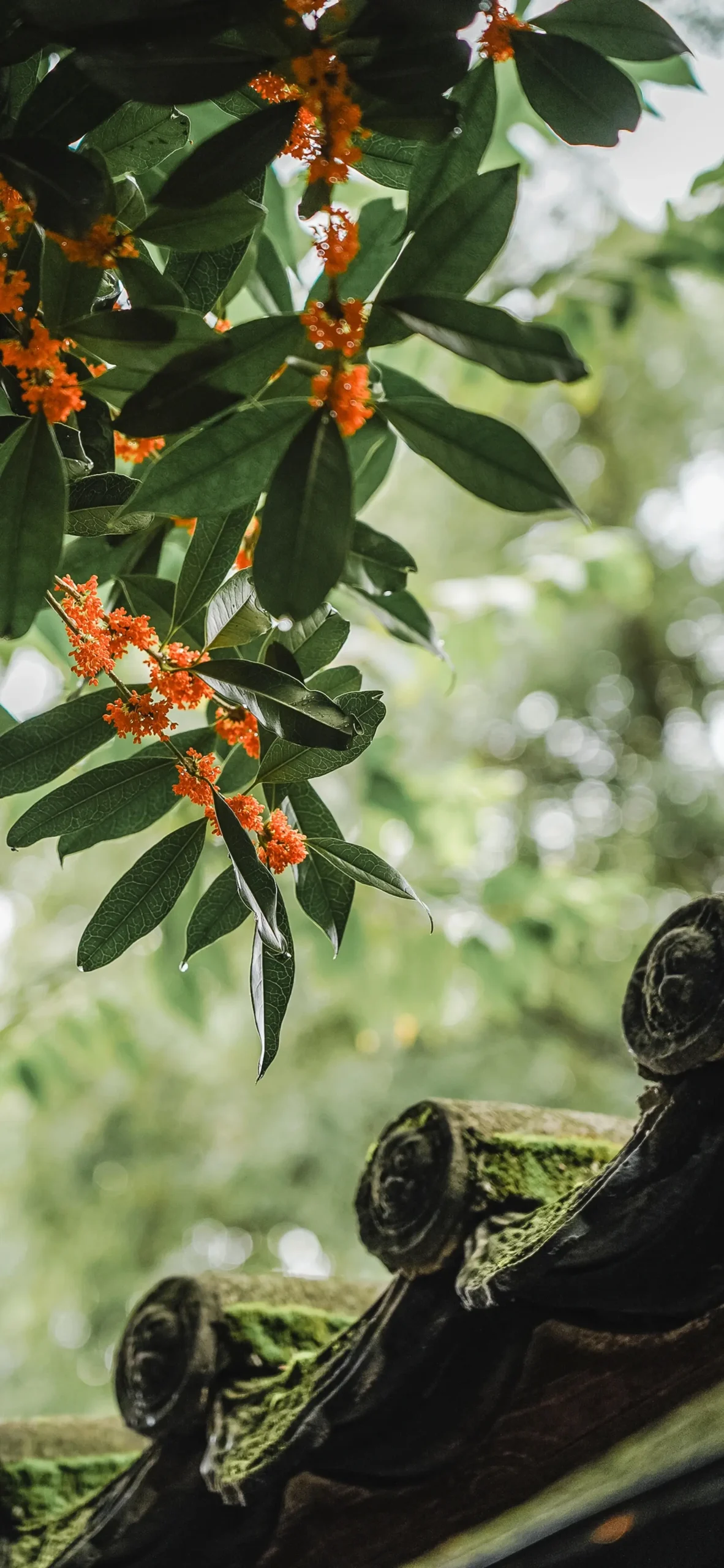 在卧龙禅寺邂逅一场桂花雨！
