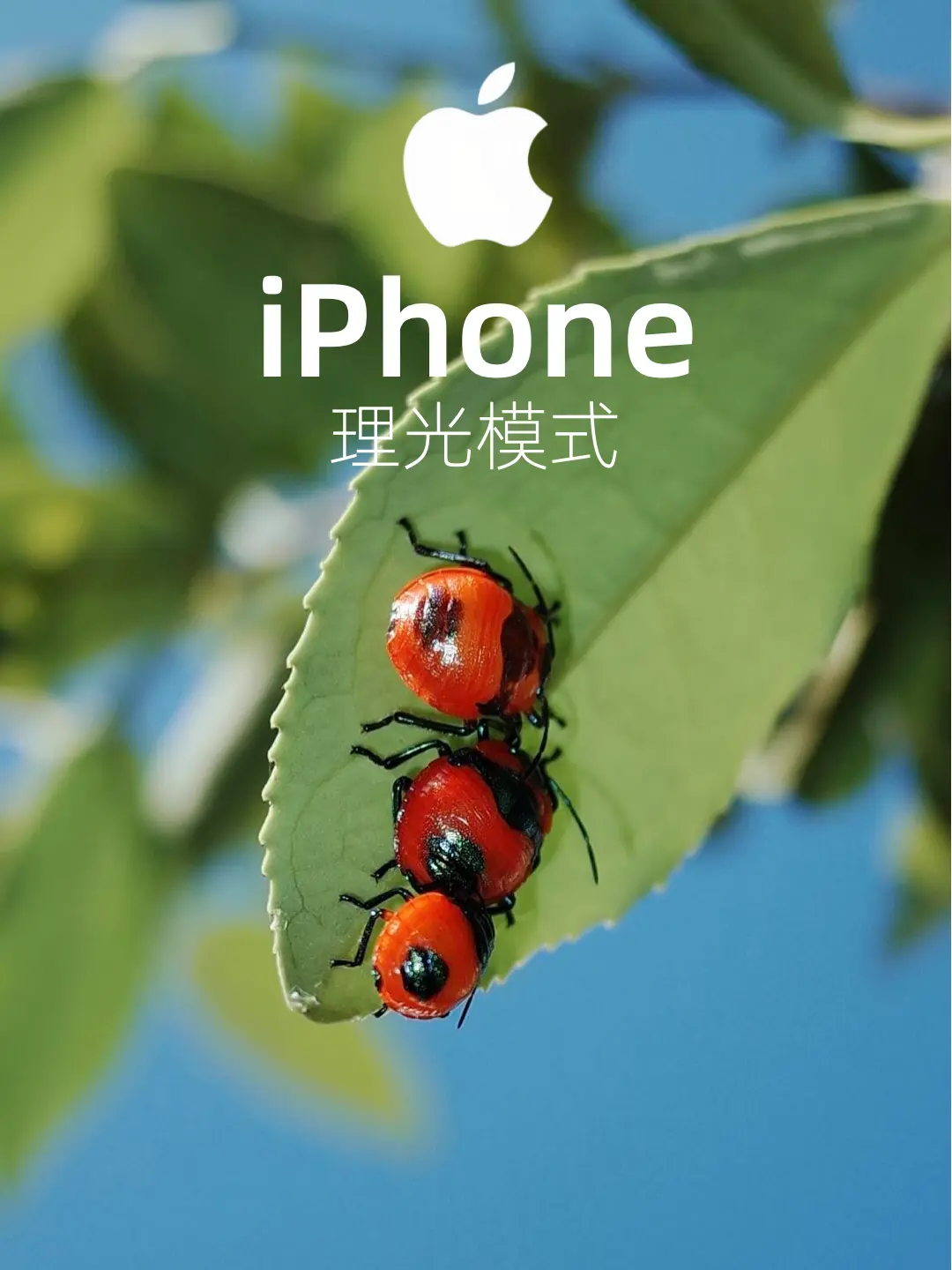 iPhone也能很理光|附保姆级调色教程