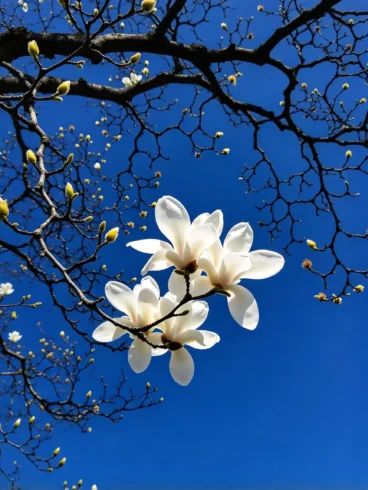 玉兰花信：一封写给春天的洁白情书-沐光橙香