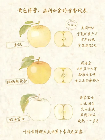 苹果也分”肤色”？红黄绿黑22品种全图鉴🍎-沐光橙香