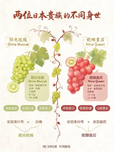 🍇阳光玫瑰跌下神坛，妮娜皇后能接班吗？-沐光橙香