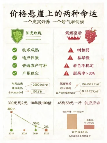 🍇阳光玫瑰跌下神坛，妮娜皇后能接班吗？-沐光橙香