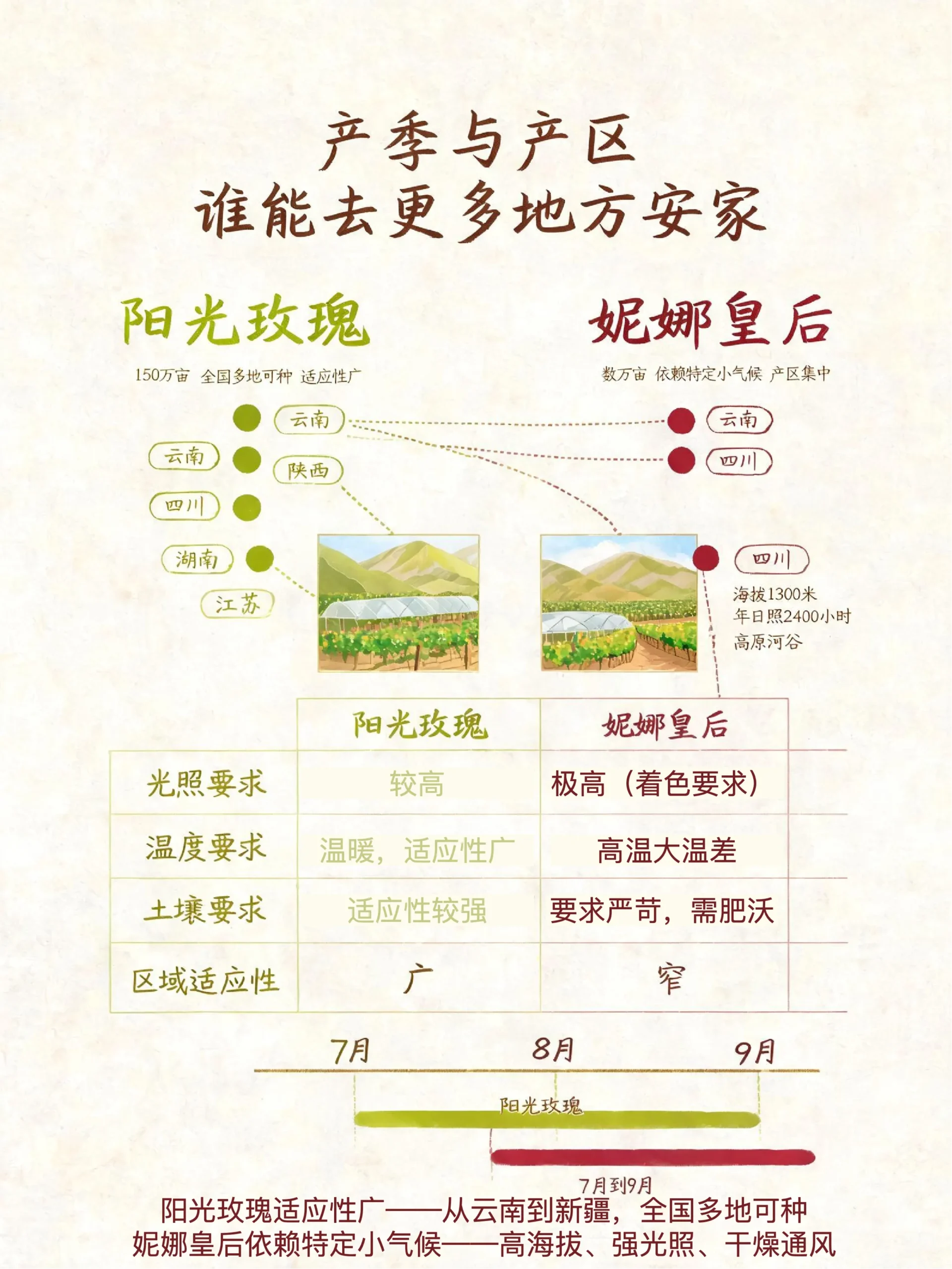 🍇阳光玫瑰跌下神坛，妮娜皇后能接班吗？-沐光橙香