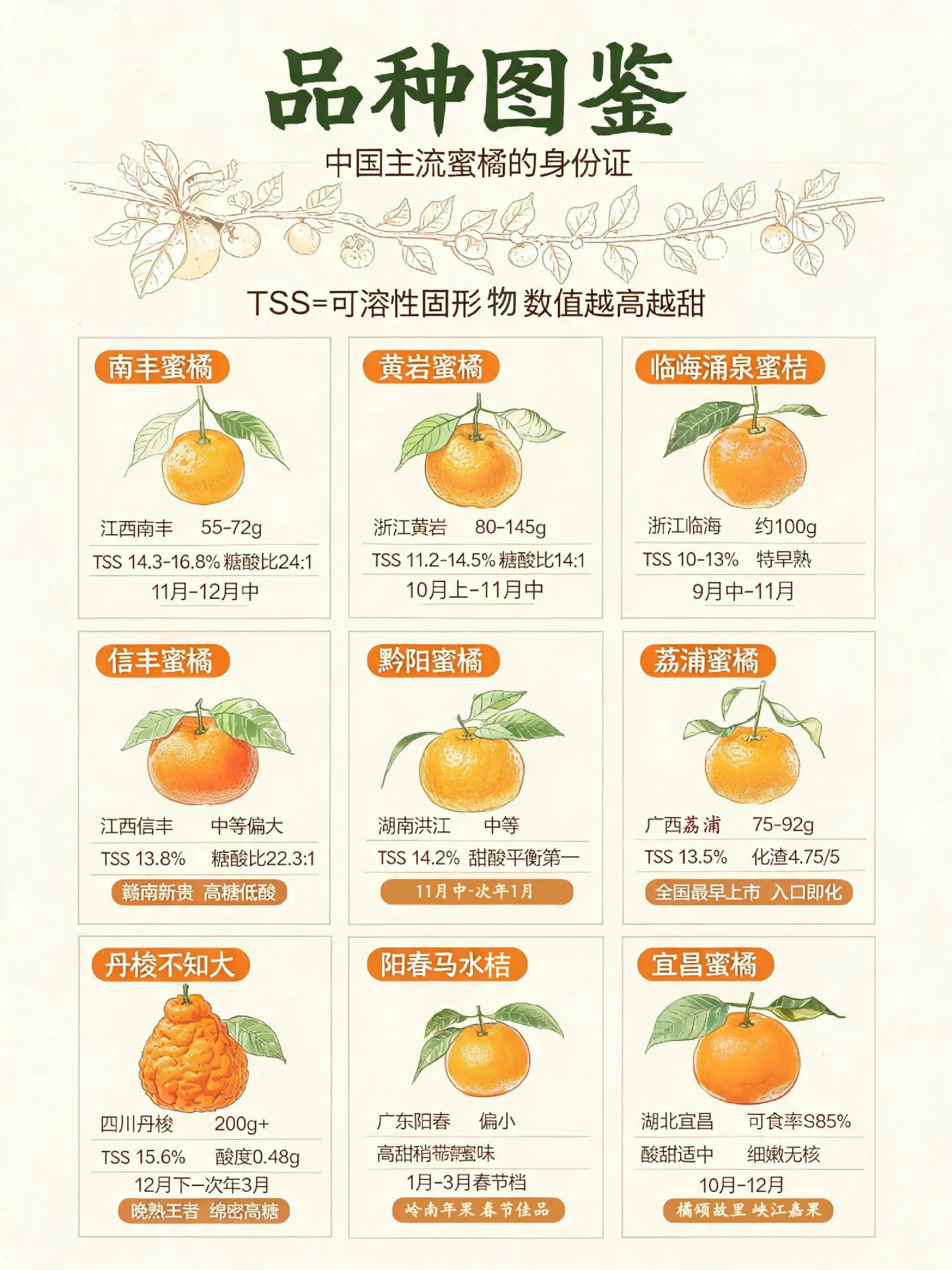 🍊寻橘记｜中国蜜橘品种图鉴与产区甜蜜版图-沐光橙香