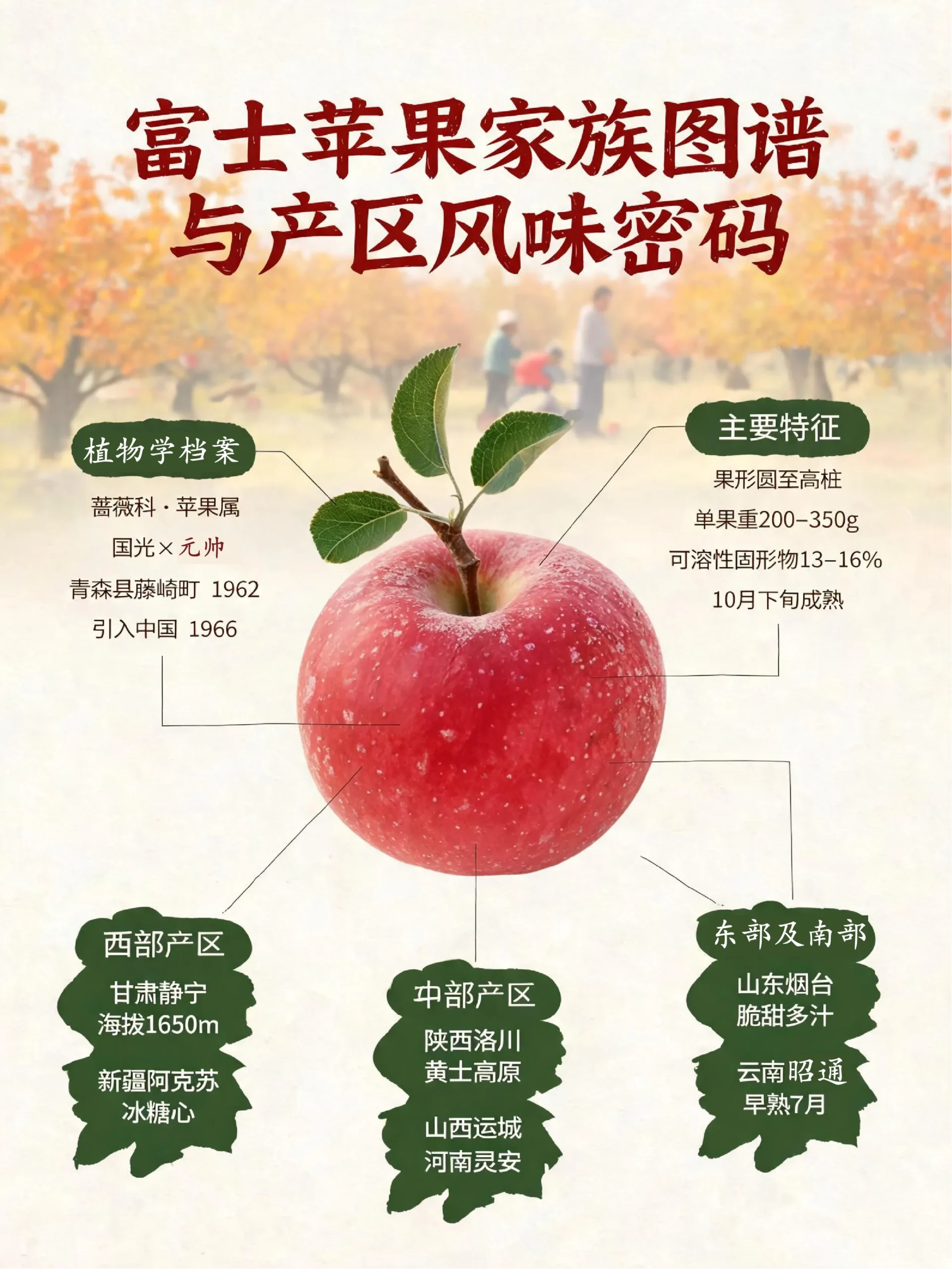 🍎富士苹果家族图谱与产区风味密码-沐光橙香