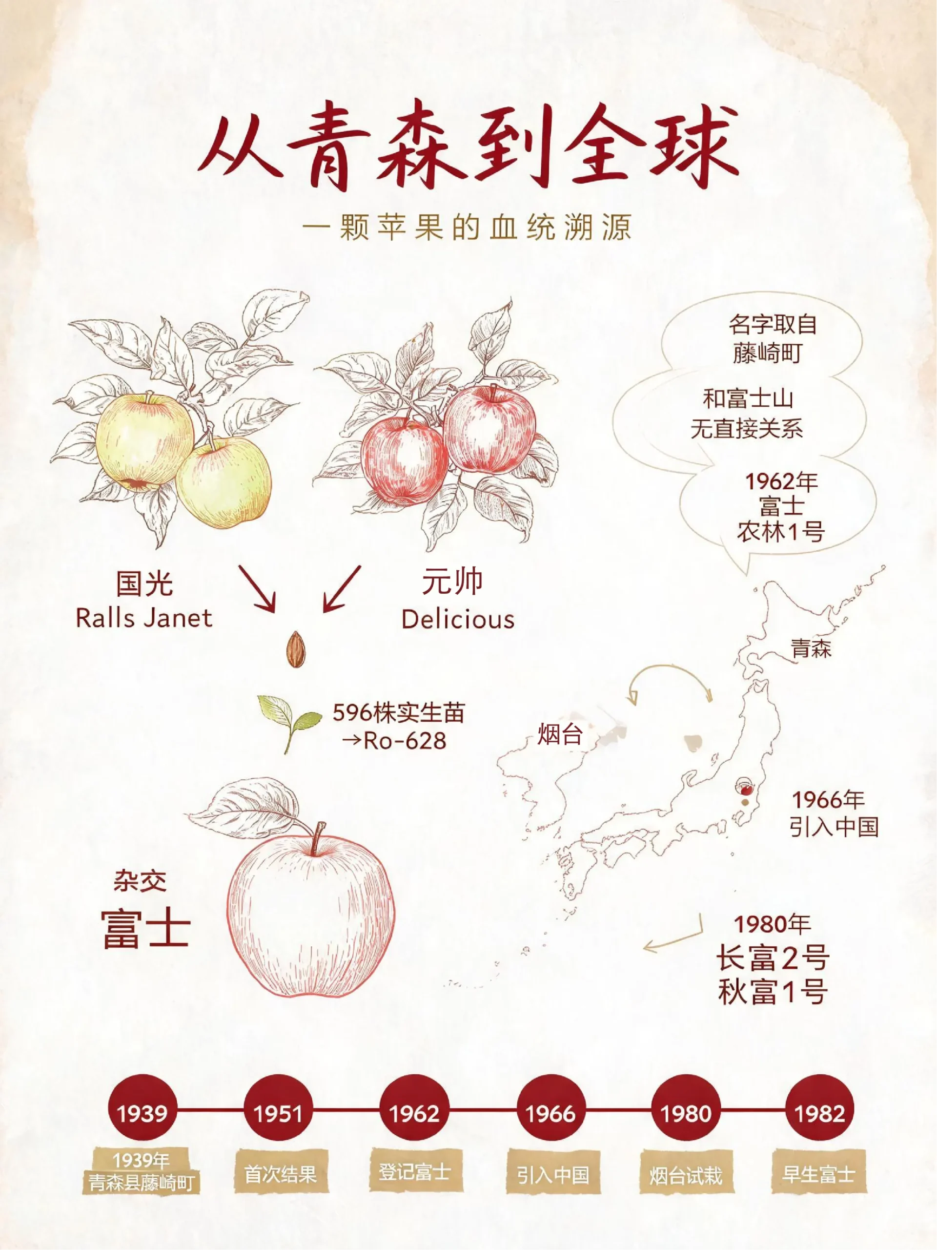 🍎富士苹果家族图谱与产区风味密码-沐光橙香