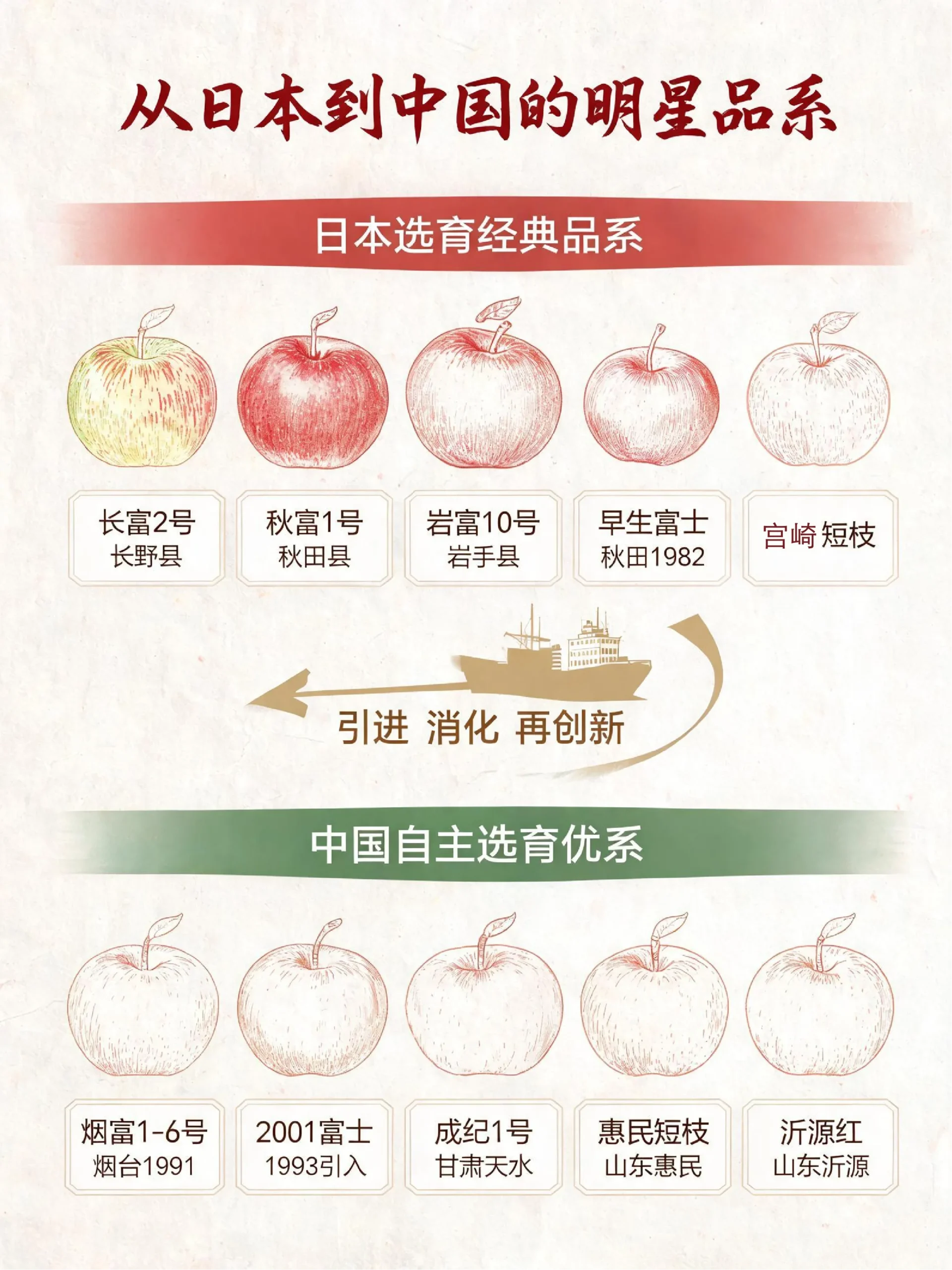 🍎富士苹果家族图谱与产区风味密码-沐光橙香