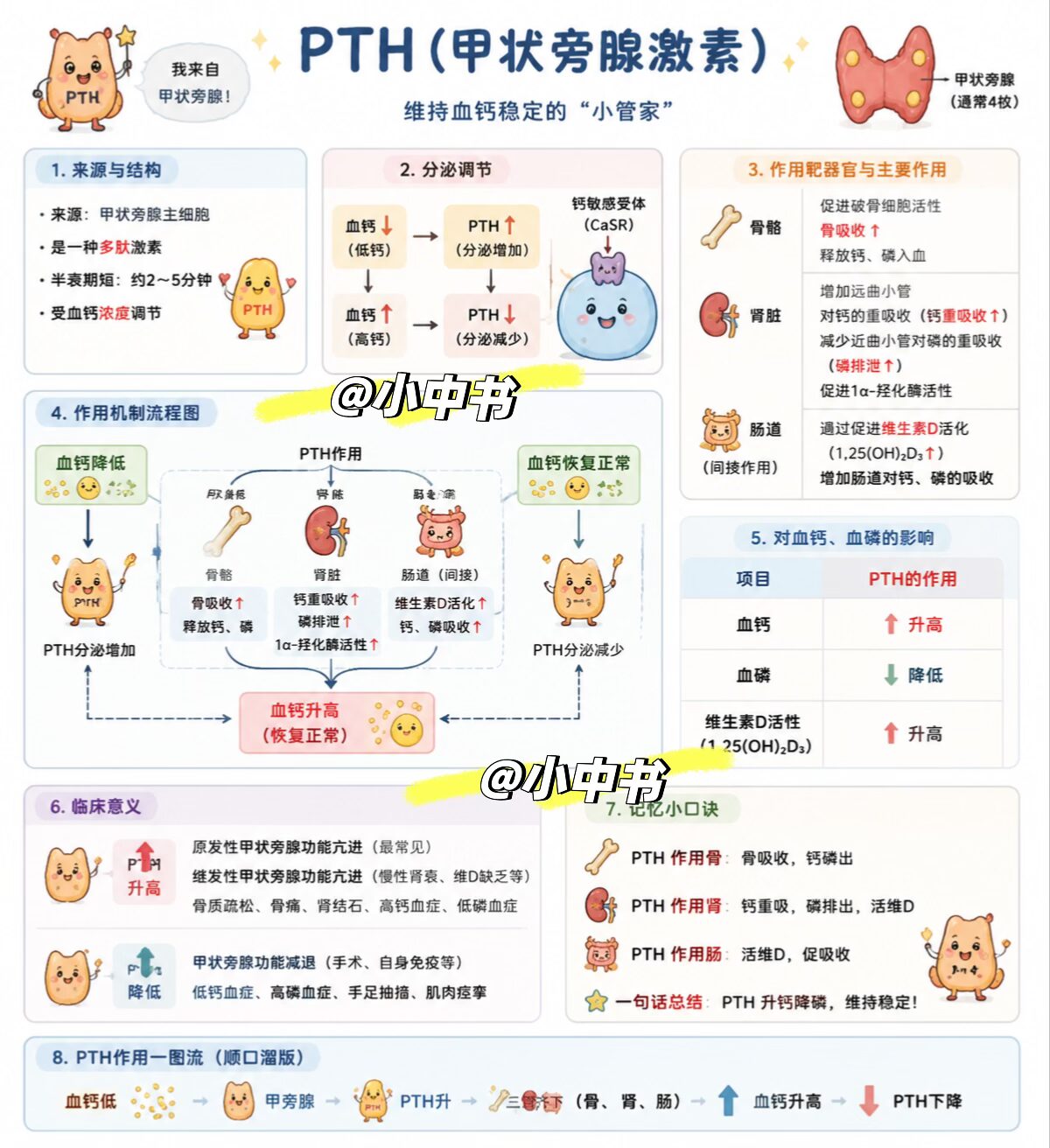 🦴PTH(甲状旁腺激素)|临床速记:维持血钙稳定的小管家