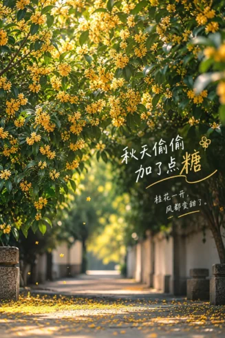 抬头赏桂，低头寻香-沐光橙香