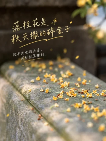 抬头赏桂，低头寻香-沐光橙香