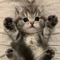 猫猫科研的头像-沐光橙香