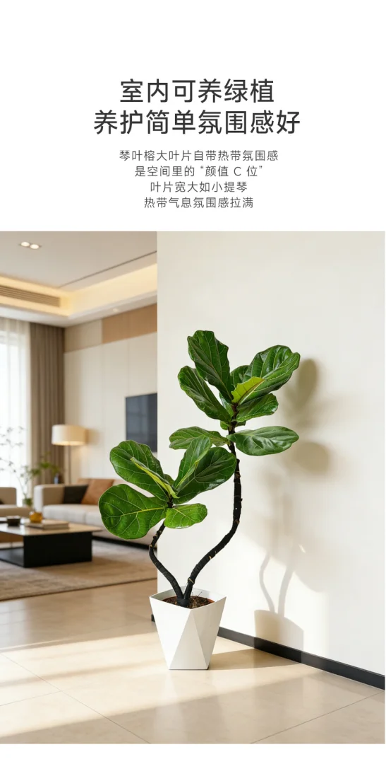 95-105cm双株造型琴叶榕室内外绿植四季常青好养耐阴可装饰客厅 95-105cm双株造型琴叶榕室内外绿植四季常青好养耐阴可装饰客厅