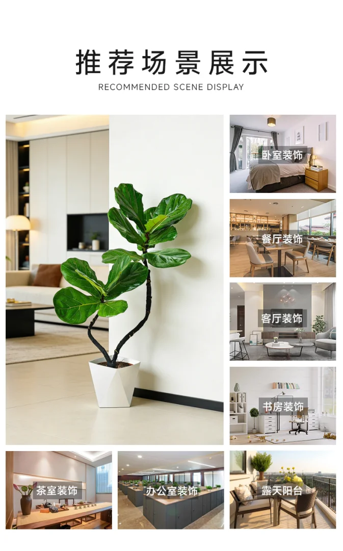 95-105cm双株造型琴叶榕室内外绿植四季常青好养耐阴可装饰客厅 95-105cm双株造型琴叶榕室内外绿植四季常青好养耐阴可装饰客厅