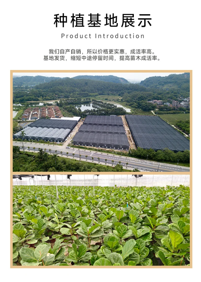 95-105cm双株造型琴叶榕室内外绿植四季常青好养耐阴可装饰客厅 95-105cm双株造型琴叶榕室内外绿植四季常青好养耐阴可装饰客厅