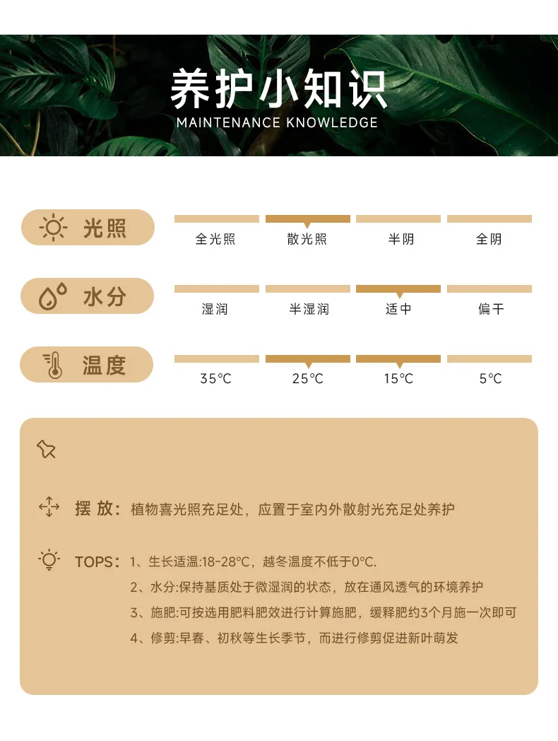 95-105cm双株造型琴叶榕室内外绿植四季常青好养耐阴可装饰客厅