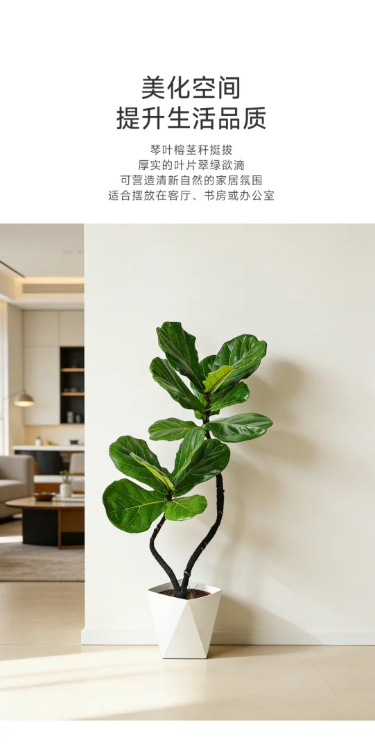 95-105cm双株造型琴叶榕室内外绿植四季常青好养耐阴可装饰客厅 95-105cm双株造型琴叶榕室内外绿植四季常青好养耐阴可装饰客厅