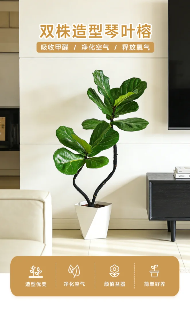 95-105cm双株造型琴叶榕室内外绿植四季常青好养耐阴可装饰客厅 95-105cm双株造型琴叶榕室内外绿植四季常青好养耐阴可装饰客厅