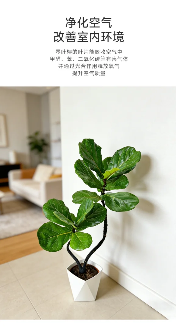 95-105cm双株造型琴叶榕室内外绿植四季常青好养耐阴可装饰客厅 95-105cm双株造型琴叶榕室内外绿植四季常青好养耐阴可装饰客厅