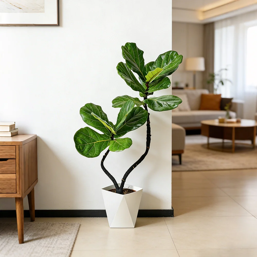 95-105cm双株造型琴叶榕室内外绿植四季常青好养耐阴可装饰客厅-沐光橙香