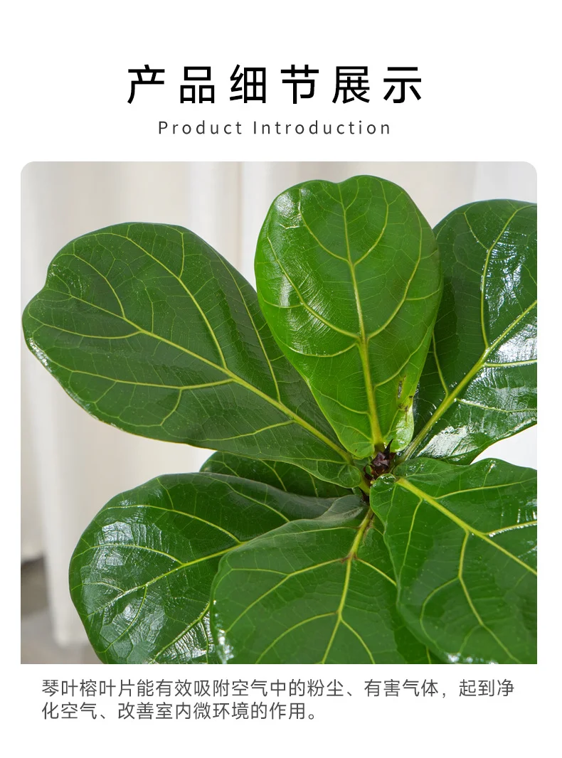 95-105cm双株造型琴叶榕室内外绿植四季常青好养耐阴可装饰客厅 95-105cm双株造型琴叶榕室内外绿植四季常青好养耐阴可装饰客厅