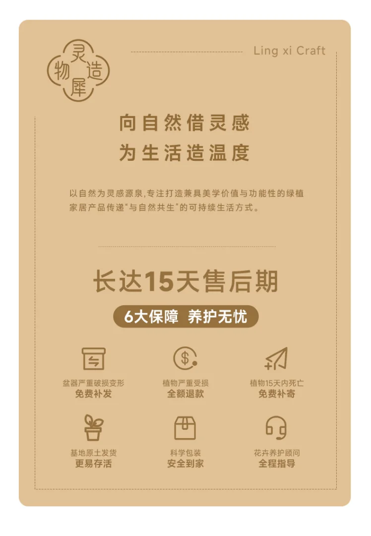 95-105cm双株造型琴叶榕室内外绿植四季常青好养耐阴可装饰客厅 95-105cm双株造型琴叶榕室内外绿植四季常青好养耐阴可装饰客厅