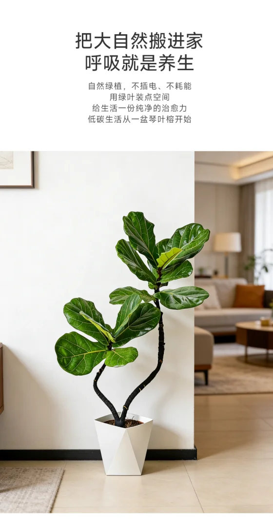 95-105cm双株造型琴叶榕室内外绿植四季常青好养耐阴可装饰客厅 95-105cm双株造型琴叶榕室内外绿植四季常青好养耐阴可装饰客厅